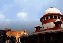 सुप्रीम कोर्ट ने ढील दी: टीकाकरण के बाद आवारा कुत्ते दोबारा छोड़े जा सकेंगे, कुत्तों ने धन्यवाद कहा।